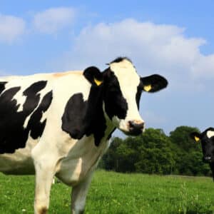 Livestock Training Cattle Valuation
