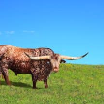 Texas Designated Home State DHS License