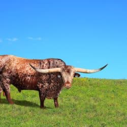 Texas Designated Home State DHS License