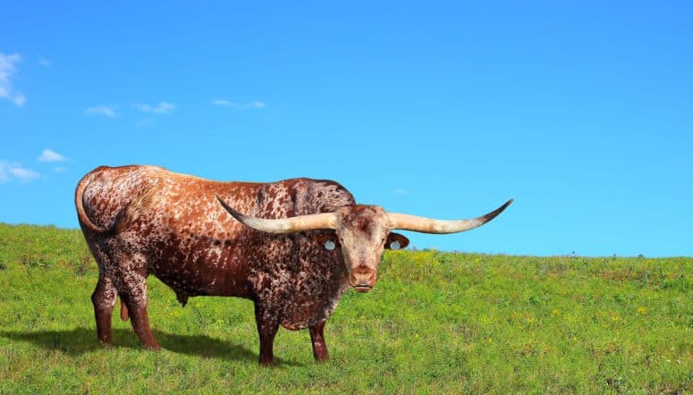 Texas Designated Home State DHS License