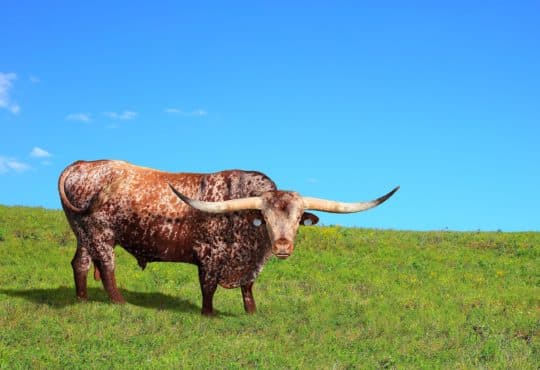 Texas Designated Home State DHS License