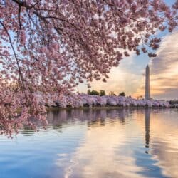 Washington DC Insurance Adjuster