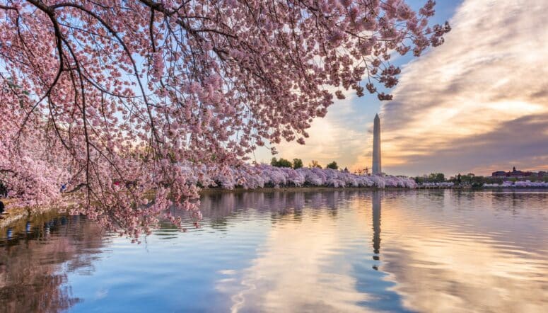 Washington DC Insurance Adjuster
