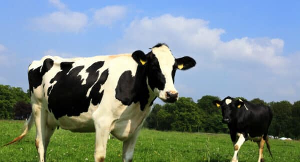 Livestock Training Cattle Valuation